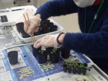 種まき実習の様子