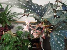 木立性ベゴニアの花