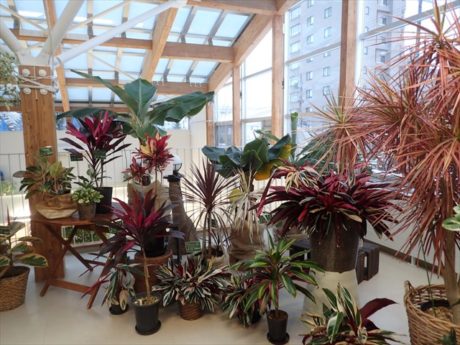 カラーリーフ開催中の緑のセンター