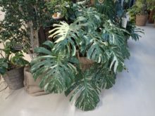 斑入りモンステラ