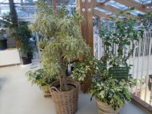 斑入り葉の植物