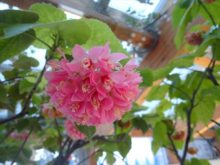 ドンベヤウォリッキーの花