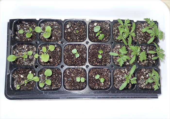 3種類の種まき後約1か月の様子