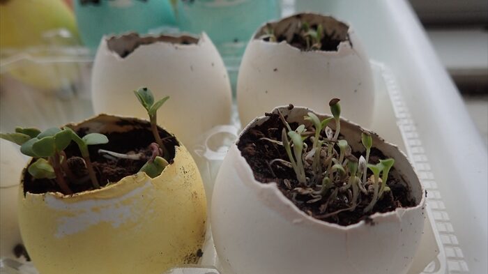 2週間後の発芽の様子