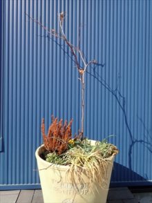 雪どけ後の寄せ植えの様子