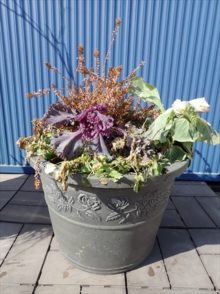 雪どけ後の寄せ植えの様子