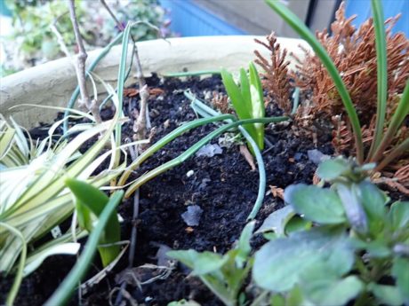 球根類の芽が出ているところ