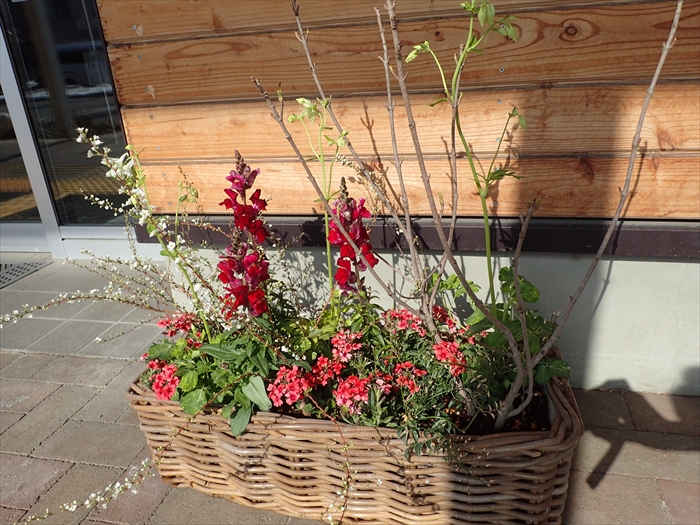 杉井氏の作った寄せ植え