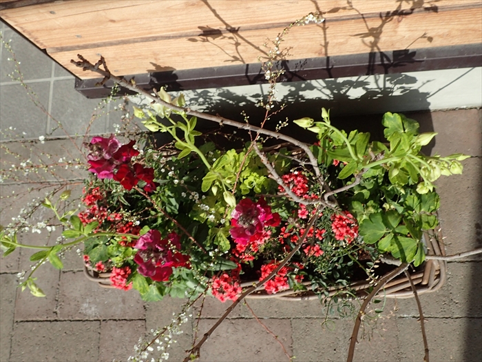 寄せ植えを上から見た様子