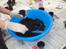 ポットに土を入れている様子