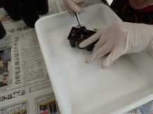 ポット上げの様子