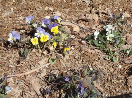 冬を越したビオラ