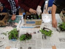 ポット上げをしているところ