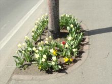 はちけん地区センターの近くの街路ます