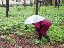メンバーが鎌でタンポポを抜いているところ