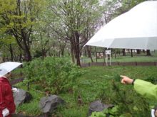 ノイバラとハマナス