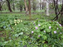 シラネアオイが咲いているところ