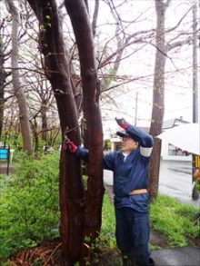 木の枝を切る様子