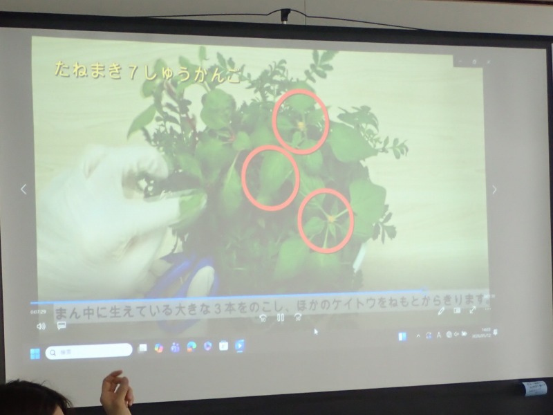 種まき動画