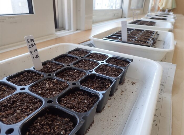 種まきをしたトレイ