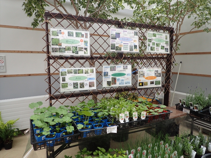 ハーブと野菜展