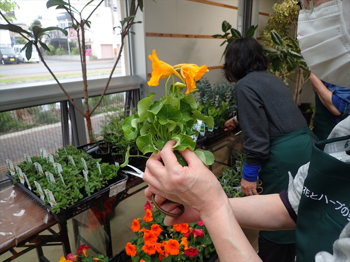ハーブと野菜展準備の様子