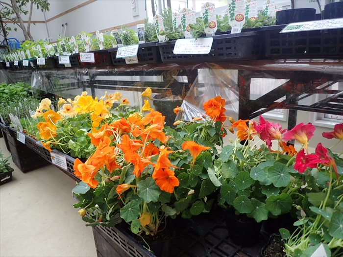 展示されたナスタチウム