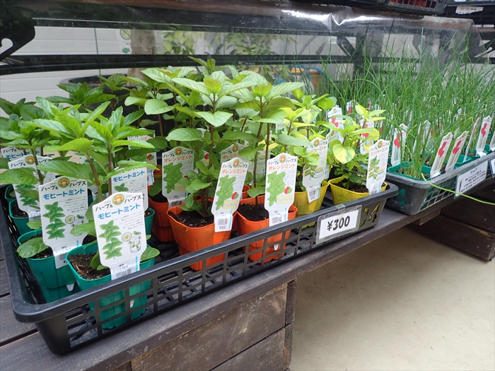 新しい品種のミント