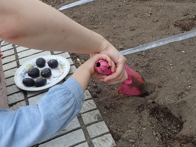 花壇に植えている
