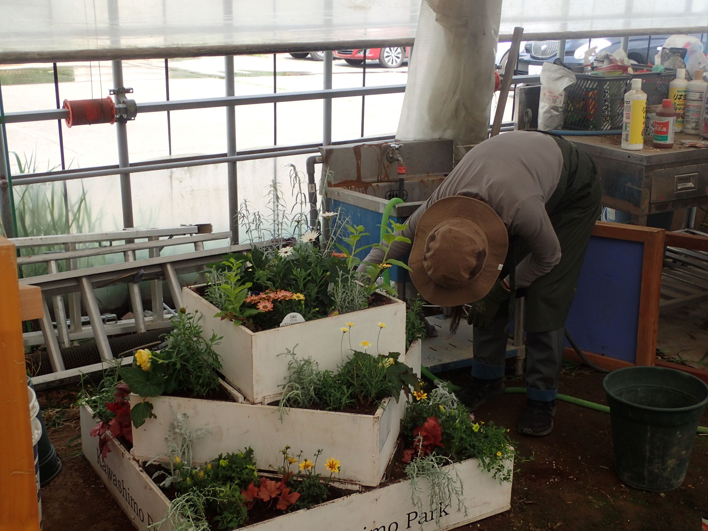 コンテナに植栽している様子