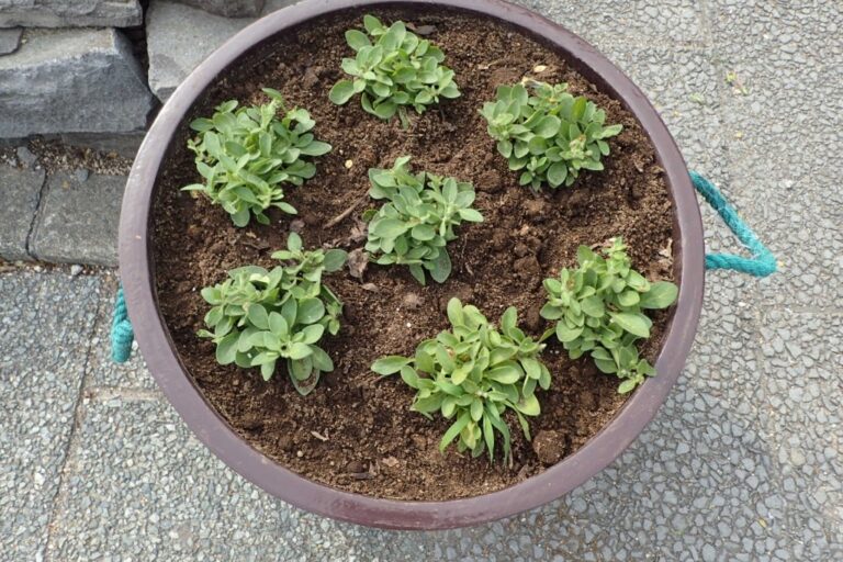 ペチュニアのコンテナ