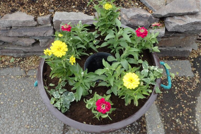 ジニアのコンテナ