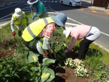 協力してチューリップの球根を掘り上げているところ