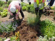 土に肥料を混ぜているところ