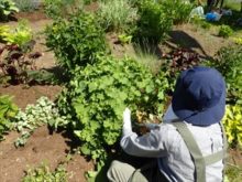 アルケミラモリスの株分けをしているところ