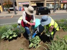 3人がかりでギボウシの株分けをしているところ