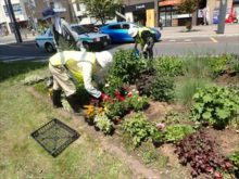 苗を花壇に配置しているところ