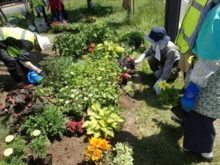 苗の配置を決めているところ