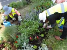 苗の植え付けの様子
