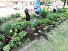 苗植え後の様子