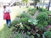 手稲花の会ノンノの花壇花植え後
