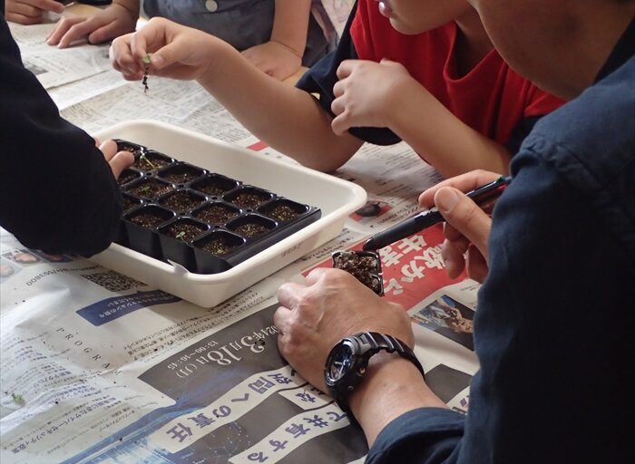 間引き追いまきをしているところ