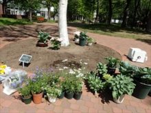 植える前の植物