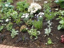 白いマーガレットの部分