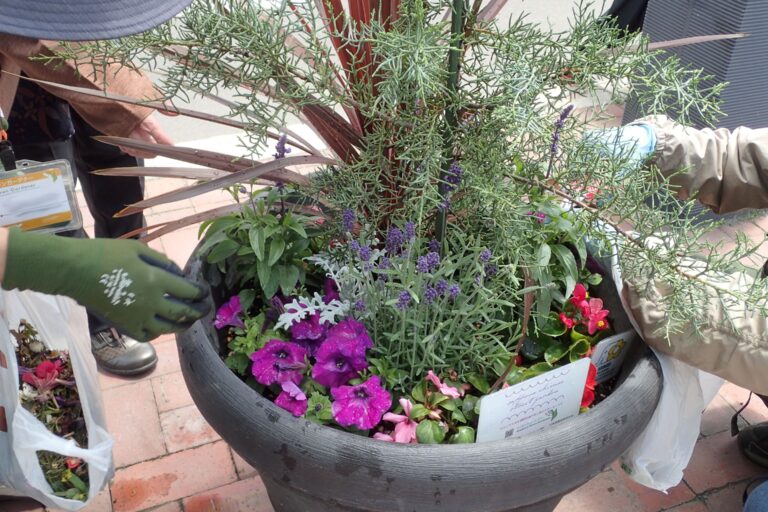 花がら摘みの様子