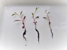 植える前のガウラ苗