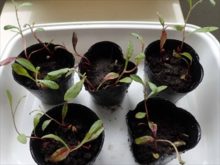 3本ずつ植えたところ