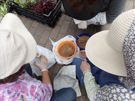 ダリアの球根の分け方を教わっているところ