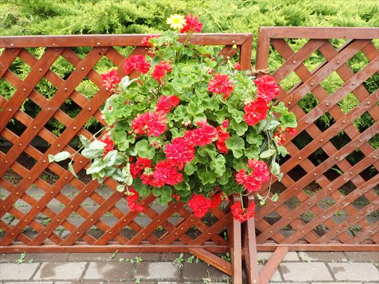 入り口付近のハンギングバスケット