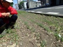 アマの苗をそだてているところ